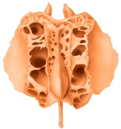 The illustrated bone is the _____ bone.  <div style=padding-top: 35px> 