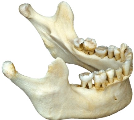 The illustrated bone is the _____.  <div style=padding-top: 35px> 
