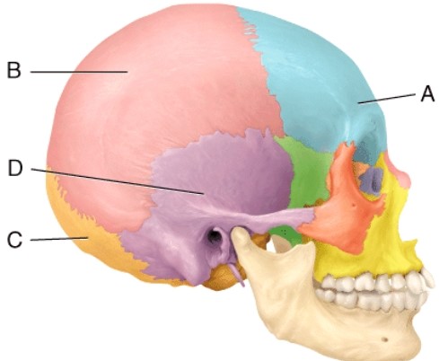 Which two cranial bones unite to form the lambdoid suture?   A)  A and B B)  B and C C)  D and E D)  B and D E)  A and D