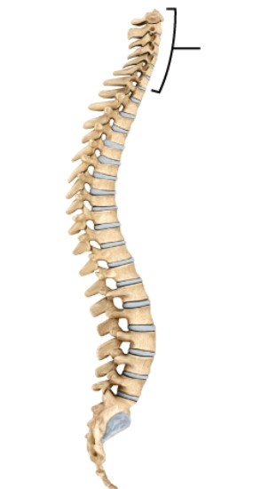 What region are these vertebrae from?   A)  cervical B)  thoracic C)  lumbar D)  sacral E)  coccygeal