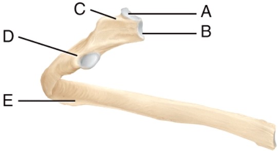 <strong>Identify the tubercle of the rib.  </strong> A) A B) B C) C D) D E) E <div style=padding-top: 35px> 