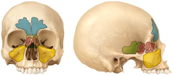 <strong>Which cranial bone does not contain a paranasal sinus?  </strong> A) Sphenoid B) Frontal C) Ethmoid D) Maxilla E) Occipital <div style=padding-top: 35px> 