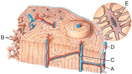 In the diagram of bone tissue, which label is on the central canal?   A)  A B)  B C)  C D)  D E)  E