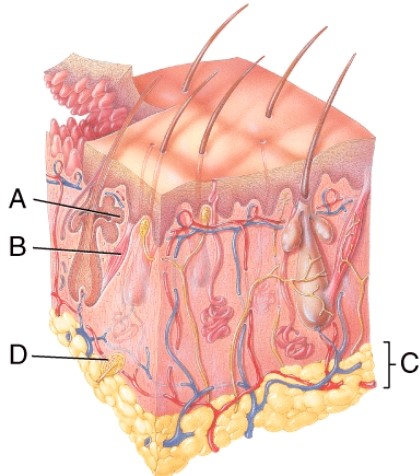 Identify the specific structure indicated by B.  