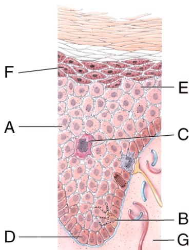 Identify the specific layer in which cells begin dying.  
