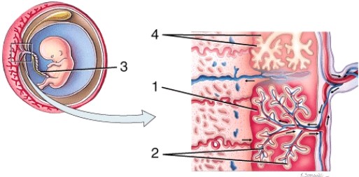 On the diagram, 2 is pointing to the   A)  maternal arteriole B)  fetal blood vessels C)  umbilical cord D)  intervillous space