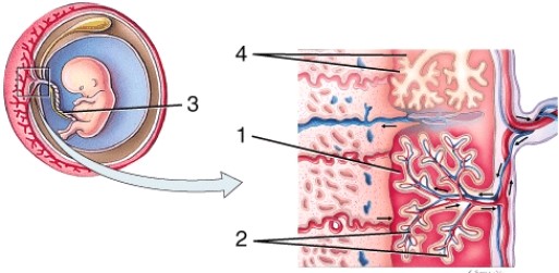On the diagram, 3 is pointing to   A)  intervillous space B)  fetal blood vessels C)  umbilical cord D)  chorionic villi