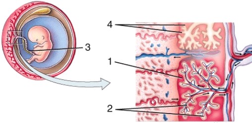 On the diagram, 1 is pointing to   A)  intervillous space containing maternal blood B)  fetal blood vessels C)  umbilical cord D)  chorionic villi