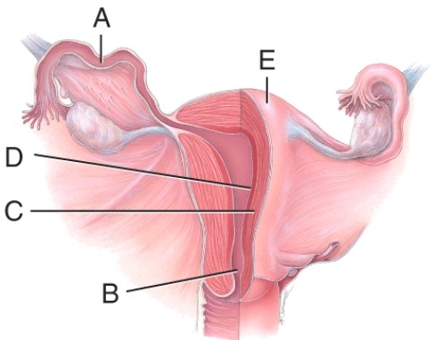 The letter D is pointing to the layer in which the _____ implants.  