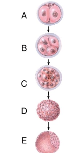 Name the structure indicated by the pointer on structure E. Into what does this develop?  