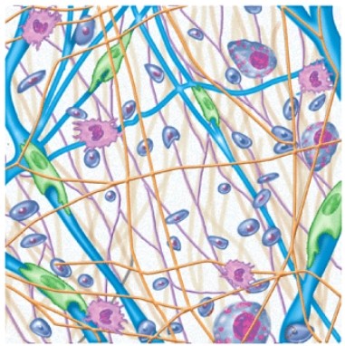 The name of this tissue is _____.  
