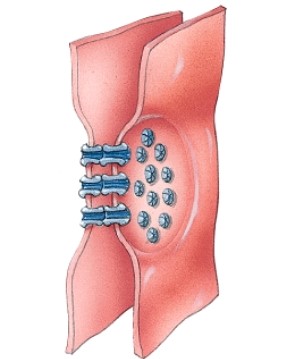 Name the type of cellular junction.  