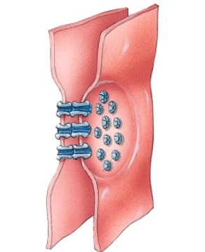 What is the main feature of this type of junction?   A)  cadherins B)  integrins C)  connexons D)  adhesion belts