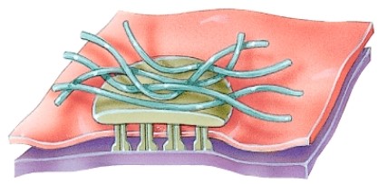 Name the type of cellular junction.  