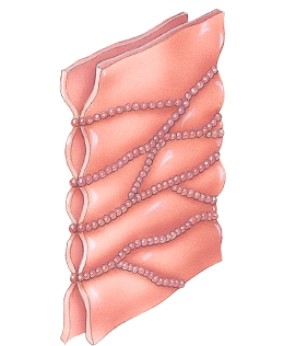 Name the type of cellular junction.  