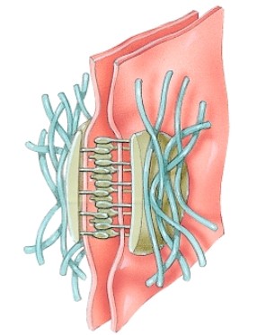 Name the type of cellular junction.  