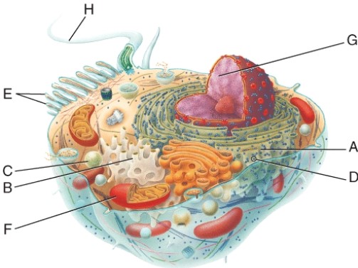 Which letter identifies the rough endoplasmic reticulum?   A)  A B)  B C)  E D)  H