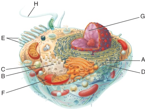 Which letter identifies microvilli?   A)  H B)  E C)  D D)  B