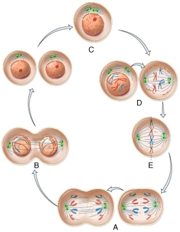 In which phase are chromosomes visible as 46 structures that are not aligned?   A)  A B)  B C)  C D)  D E)  E