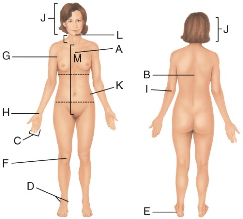 Which letter is pointing to the carpal region?   A)  E B)  J C)  H D)  L
