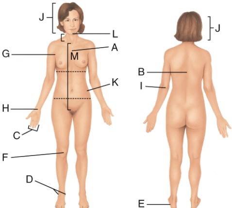Which letter is pointing to the patellar region?   A)  F B)  I C)  A D)  L