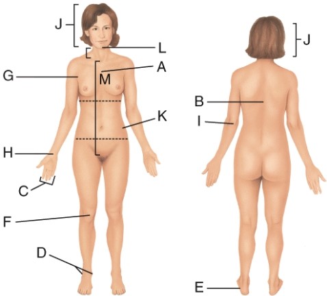 Which letter is pointing to the mental region?   A)  H B)  B C)  J D)  L