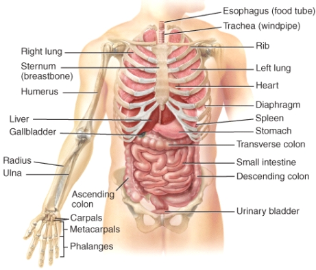 This layer runs deep to the peritoneum on the anterior surface of the kidneys.   A) A B) B C) C