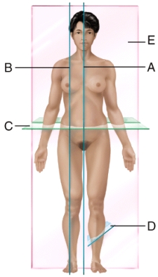 This structure is the apex of a renal pyramid.   A) E B) D C) G D) K E) L