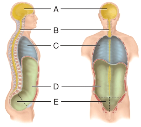 Where is the ascending limb of the nephron loop?   A) C B) D C) J D) K E) L