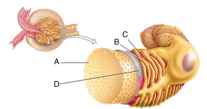 What is line  D  pointing to?   A) Fenestration B) Pedicel C) Filtration slit D) Basal lamina E) Lumen of the glomerulus