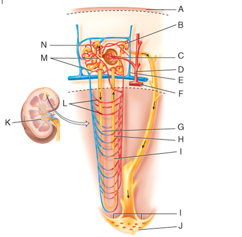 Fluid flowing from point B in the figure will go to which of the following structures?   A) J B) M C) I D) G E) H