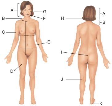 Where on the diagram is the femoral area?   A) D B) E C) F D) J E) K