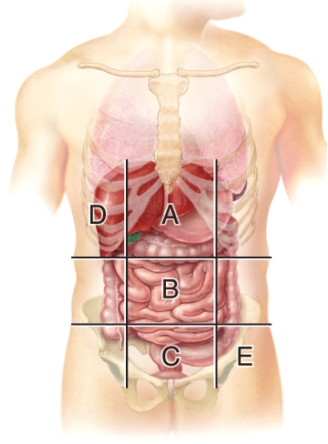 Which region is the hypogastric region?   A) (A)  B) (B)  C) (C)  D) (D)  E) (E) 