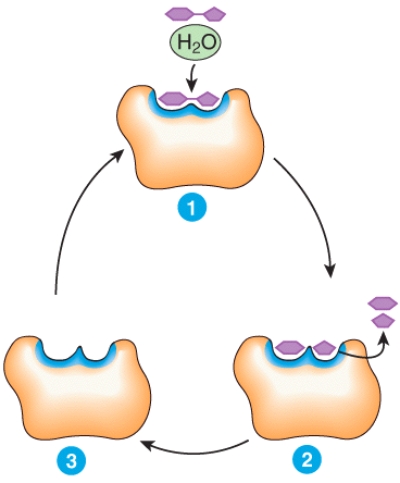 Describe what is happening at places 1,2 and 3 in the diagram.