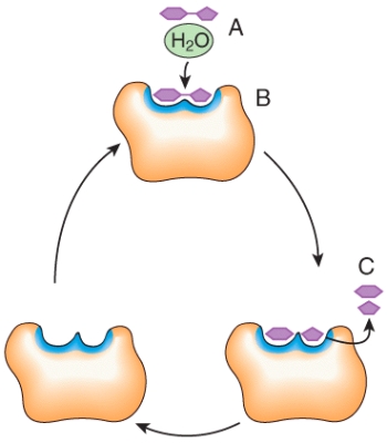 In the diagram,what would happen to the concentration of C if the concentration of A increases?   A) increases B) decreases C) no change