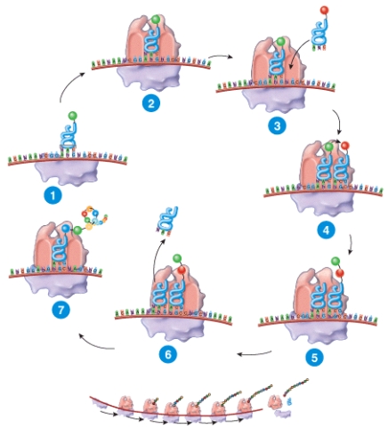 Describe briefly what is occurring at each step in the figure.   
