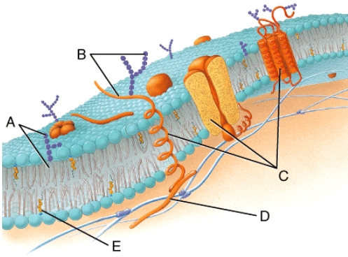 What structural components of the membrane are labeled (C) in the diagram?   A) peripheral proteins B) cholesterol molecules C) pores D) integral proteins E) phospholipids