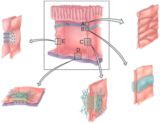 In the diagram shown below,which cellular junction is a tight junction?   A) A B) B C) C D) D E) E
