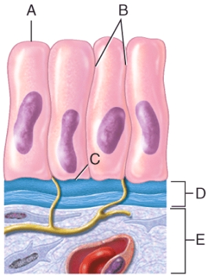 In the diagram shown below,which of the indicated structures is composed of basal lamina and reticular lamina?   A) A B) B C) C D) D E) E