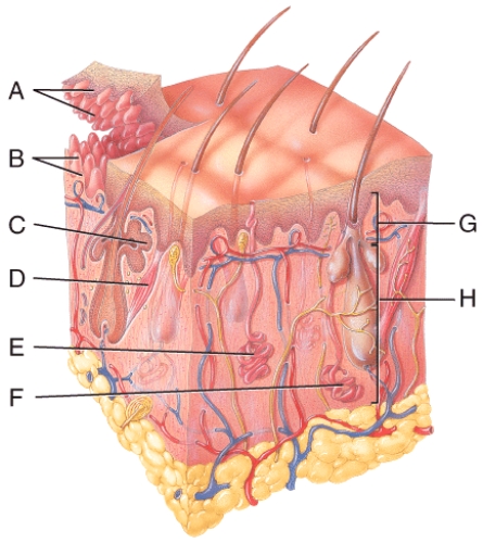 In the diagram of skin shown below,which labeled structure generates fingerprints?   A) A B) B C) G D) H E) None of these answer choices are correct.