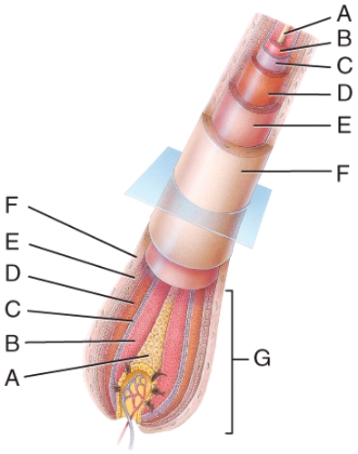 In the diagram of a hair root shown,where is the cortex?   A) B B) C C) D D) E E) F