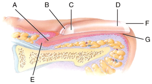 In the figure of a sagittal section of a fingernail shown,where is the eponychium (cuticle) ?   A) A B) B C) E D) F E) G