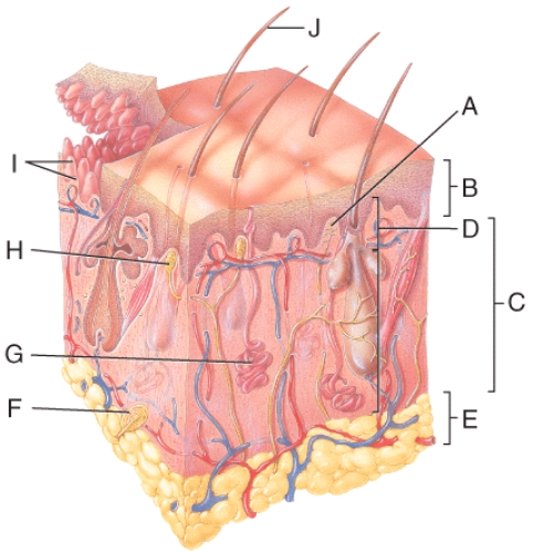Which structures in the figure are sensitive to warmth,coolness and itching?   A) A B) G C) F D) H E) J