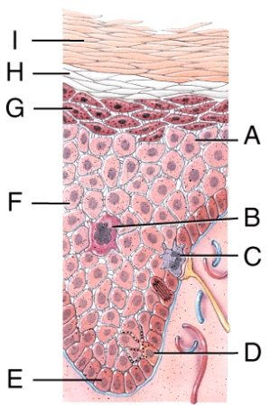 Which structure in the figure produces a protein that helps protect the skin and underlying tissues from heat,microbes and chemicals?   A) A B) B C) C D) D E) E