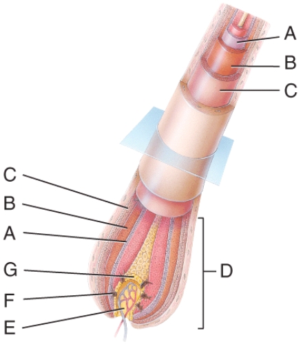 In the diagram,which is the papilla of the hair?   A) A B) C C) E D) F E) G