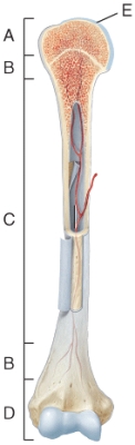 What structure in the diagram is the only place on a long bone NOT covered by the periosteum?   A) A B) B C) C D) D E) E