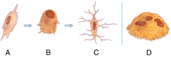 What type of bone cell starts forming the bone matrix?   A) A B) B C) C D) D