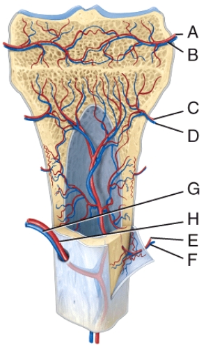 In the diagram,where is the epiphyseal vein?   A) A B) B C) C D) D E) E