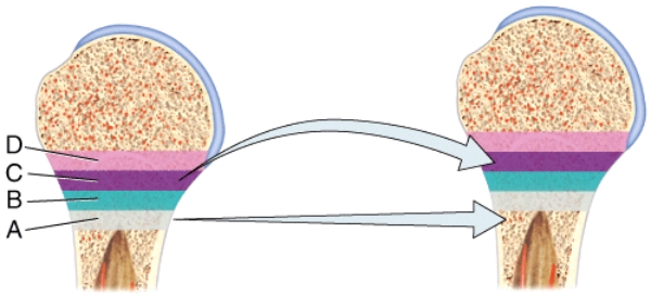 In the diagram,where is the zone of resting cartilage?   A) A B) B C) C D) D