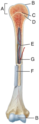 Which of the following labeled structures in the diagram is a site of red blood cell production in adult bones?   A) A B) B C) E D) F E) G